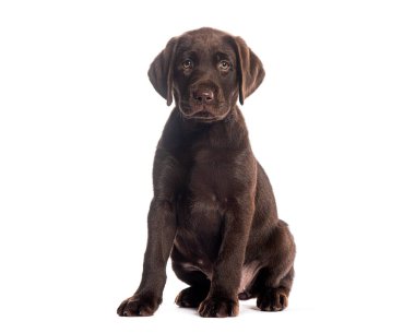 İki aylık Çikolata Labrador Retriever köpeği beyaz arka planda oturup merakla bekliyor.