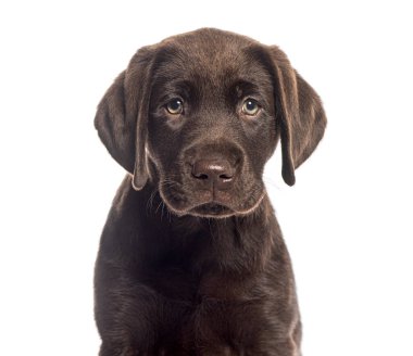 İki aylık çikolatalı labrador av köpeği beyaz bir arka planda dikkatli görünüyor.