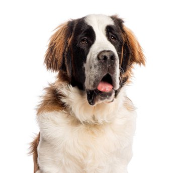 Saint Bernard 'ın köpeği soluk soluğa ve beyaz bir arka planda izole bir şekilde yukarı bakıyor.