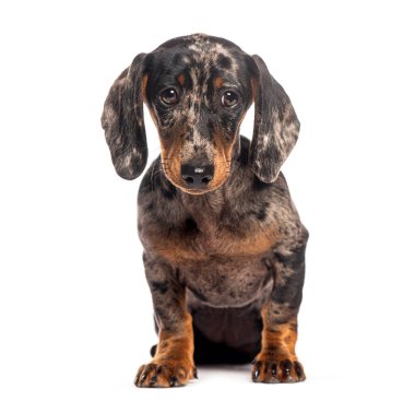 Beyaz bir arka planda oturan siyah ve bronz kürklü dört aylık sevimli dachshund köpeği.