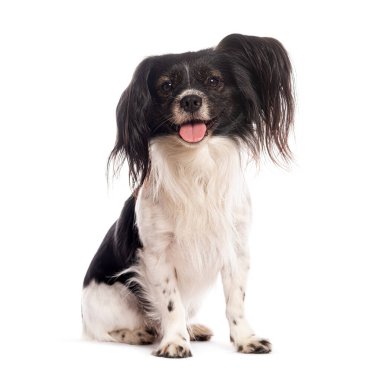 Mutlu epagneul nain continental papillon köpek beyaz arka planda oturuyor ve nefes nefese.
