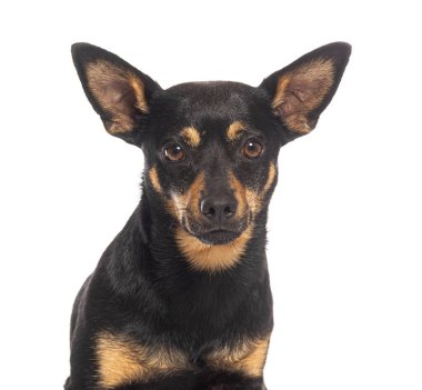 Beyaz arka planda sabırla poz veren siyah ve ten rengi bir teriyer köpeği.