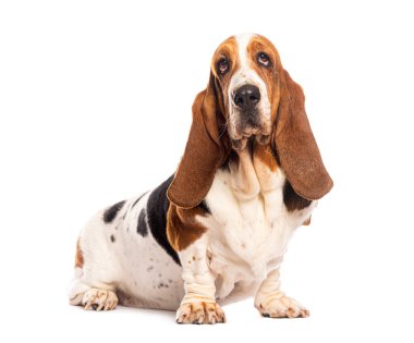 Basset köpeği oturuyor ve kameradan başka yere bakıyor.