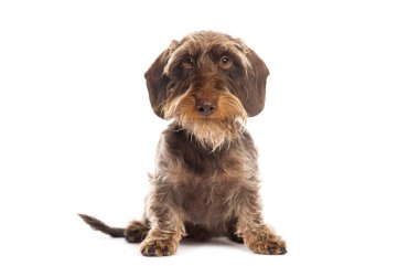 Kahverengi tel saçlı daksund köpeği beyaz arka planda oturuyor