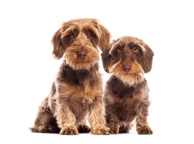 Two brown wire haired dachshund dogs sitting next to each other on a white background