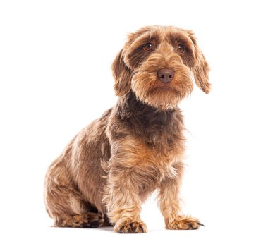 Kahverengi dachshund köpeği oturuyor ve beyaz arka planda izole edilmiş meraklı bir ifadeyle yukarı bakıyor.