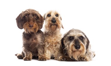 Beyaz arka planda oturan üç tel saçlı dachshund köpeği.