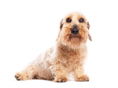 Sevimli bir dul köpek beyaz bir arka planda oturuyor ve tuhaf bir ifadeyle yukarı bakıyor.