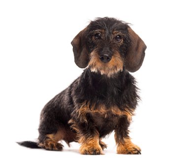 Tel saçlı daksund oturuyor ve beyaz arka plandaki kameraya bakıyor.