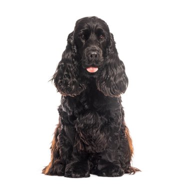 Güzel siyah İngiliz cocker spaniel köpek yerde oturuyor ve soluk soluğa, beyaz tenli