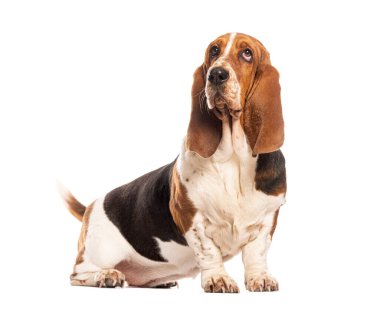 Basset av köpeği beyaz bir arka planda izole bir şekilde oturuyor ve bakıyor.