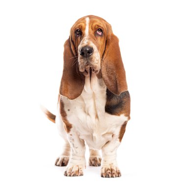 Basset köpeği ayakta duruyor ve yüzünde hüzünlü bir ifadeyle yukarı bakıyor.