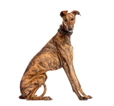 Kahverengi yakalı İspanyol tazı kameraya bakmadan oturuyor.