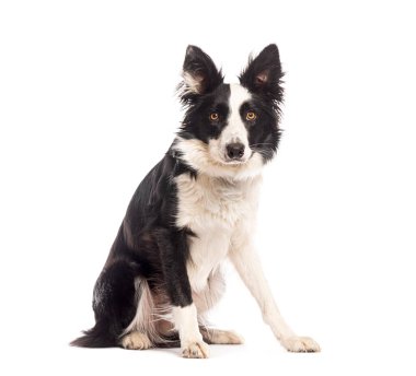 Sınır çoban köpeği oturuyor ve beyaz bir arkaplanda bekliyor.