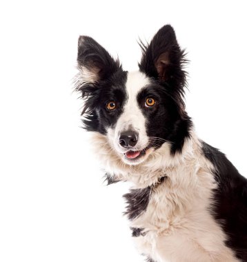 Kafası eğik ve ağzı biraz açık olan çoban köpeği meraklı görünüyor.