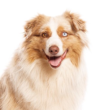 Mutlu Avustralya çoban köpeği soluk soluğa ve heterokromi ile tatmin olmuş görünüyor, bir mavi göz ve bir kahverengi göz