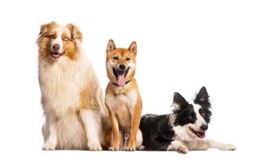 Avustralyalı çoban, bir shiba inu ve bir border collie bir stüdyonun beyaz zemininde oturup yatıyorlar.