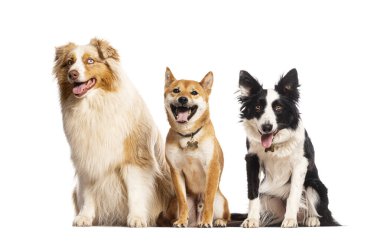 Avustralyalı çoban, shiba inu ve border collie beyaz arka planda oturup soluk soluğa kalıyorlar