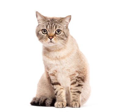 İngiliz Shortair kedisi beyaz arka planda oturuyor ve doğrudan kameraya bakıyor