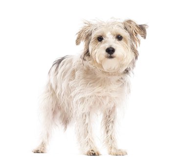 Melez köpek dikilip beyaz arka plandaki kameraya bakıyor.