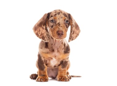 Şirin dachshund köpeği oturuyor ve beyaz arka planda meraklı görünüyor.