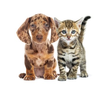 Brown and white puppy and a tabby kitten are sitting next to each other on a white background clipart