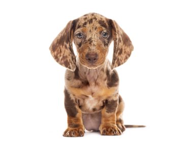 Kahverengi ve kahverengi dachshund köpeği beyaz bir arka planda oturuyor ve ileriye bakıyor