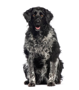 Tasarım köpeği Collie Britt. Border collie, Brittany spaniel ile çapraz, beyaz üzerinde izole