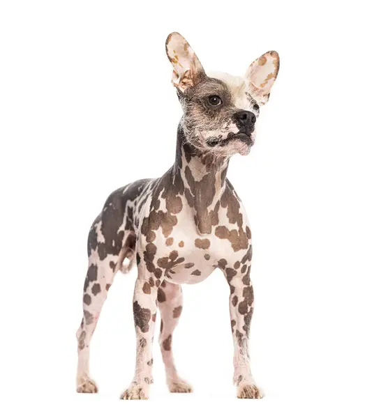 stock image hairless dog with black spots is standing on a white background