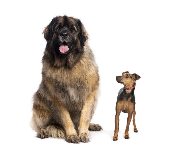 Leonberger dog sitting with a miniature pinscher dog looking up isolated on white