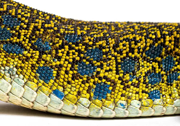 stock image Close up view of an ocellated lizard skin showing the arrangement of its scales