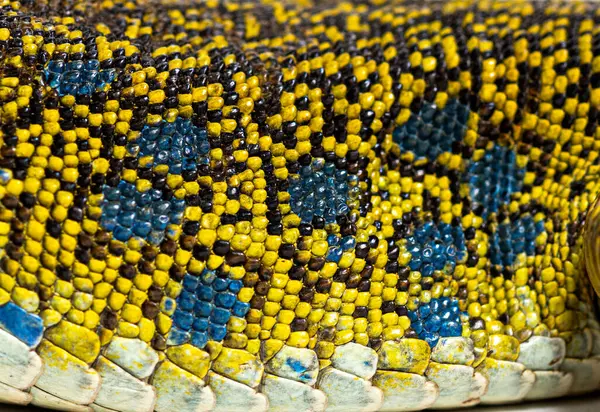 stock image Close up view of an ocellated lizard skin showing the arrangement of its scales