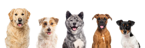 Collage of Five different dogs breeds and size looking happy at the camera and panting on a white background