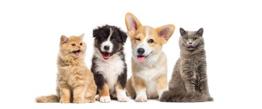 Sevimli hayvanlar, köpekler ve kediler yan yana oturuyor ve beyaz arka planda komik suratlar yapıyor.