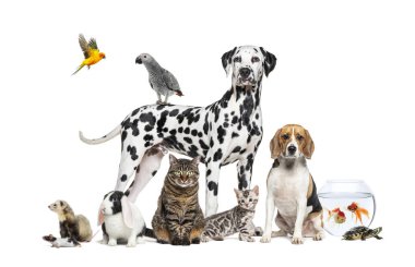 Büyük bir grup evcil hayvan, köpek, kedi, gelincik, kemirgen, kuş, balık, kaplumbağa, beyaz arka planda oturuyor ve ayakta duruyor. 