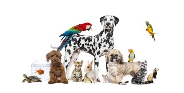 Dalmatian standing with a scarlet macaw on its back is surrounded by other common house pets, isolated on white clipart