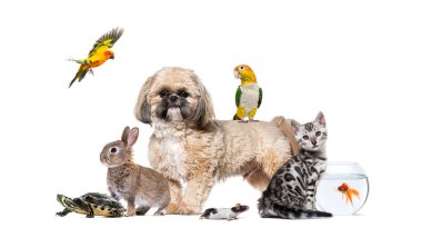 Sırtına tünemiş bir papağan, etrafında kedi, tavşan, fare, kaplumbağa, süs balığı ve uçan bir kuş da dahil olmak üzere diğer hayvanlarla çevrili Shih tzu köpeği.