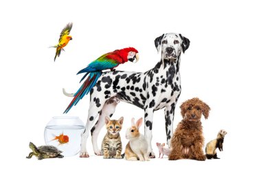 Sırtında papağan olan bir köpek etrafında poz veren bir grup evcil hayvan diğer ev hayvanları, kedi, gelincik, tavşan, kuş, balık, kemirgen