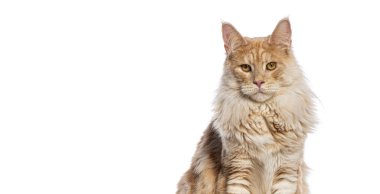 Gümüş kırmızısı Maine Rakunu 'nun baş görüntüsü. Oturup ileriye bakıyor, beyaz üzerinde izole.