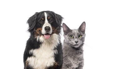 Mutlu Bernese dağ köpeği ve gri Nebelung kedisini birlikte beyaz arka planda izole edilmiş kameraya bakarken.