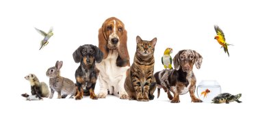 Birlikte poz veren bir grup hayvan; köpek, kedi, gelincik, tavşan, kuş, balık, kemirgen, beyaz üzerine izole edilmiş