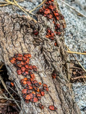 Group of firebugs are gathering on a tree trunk, enjoying the warmth of the spring sunshine clipart