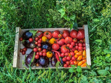 Renkli domatesler ve parlayan patlıcanlarla dolu ahşap sandık, bahçeden yeni toplanmış.