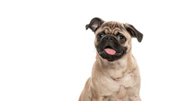 Mutlu, genç, nefes nefese, ağzı sonuna kadar açık, beyazda soyutlanmış, ustalaşmış bir köpek resmi.