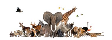 Büyük bir Afrika safari vahşi hayvan grubu beyaz bir arka planda bir araya gelerek bu kıtadaki vahşi yaşamın çeşitliliğini temsil ediyor.
