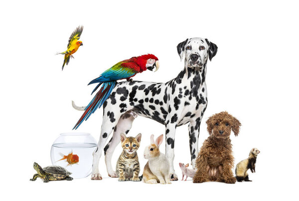 Group of pets posing around a dog standing with a macaw on its back is surrounded by other common house pets,  cat, ferret, rabbit, bird, fish, rodent