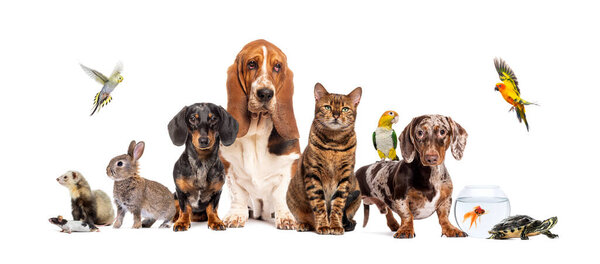 Grupo Mascotas Posando Juntas Perro Gato Hurón Conejo Pájaro Pez — Foto de Stock