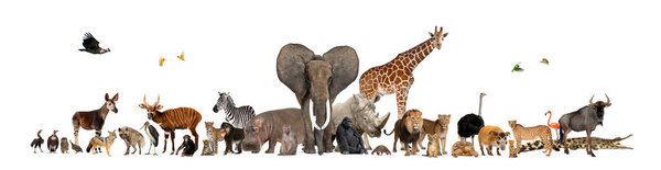 Gran Grupo Animales Salvajes Safari Africanos Pie Juntos Sobre Fondo — Foto de Stock