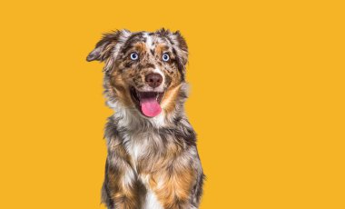 Kırmızı merle Mutlu köpek, mavi gözlü, sarı arka planda soluk soluğa