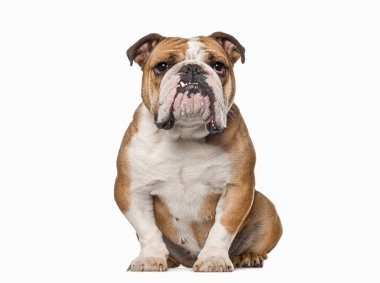 İngiliz Bulldog, 5 yaşında, oturuyor ve kameraya bakıyor, dişi görünüyor, beyaz üzerinde izole edilmiş, yeniden yapılandırılmış.